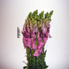 snapdragons pink flowers